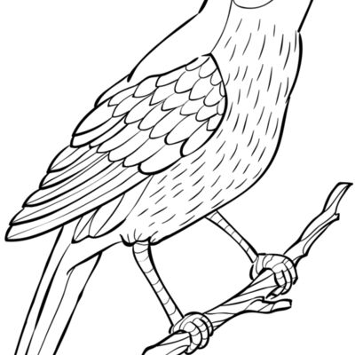 Nightingale   Clipart 2 Thumbnail